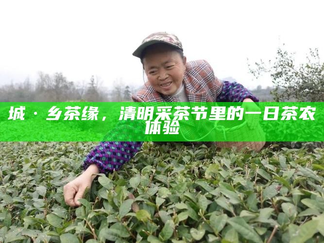 城·乡茶缘,清明采茶节里的一日茶农体验